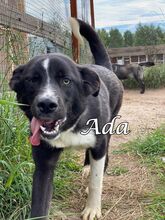 ADA, Hund, Mischlingshund in Russische Föderation - Bild 3