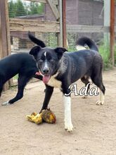 ADA, Hund, Mischlingshund in Russische Föderation - Bild 4