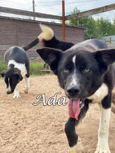 ADA, Hund, Mischlingshund in Russische Föderation - Bild 5