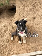 ADA, Hund, Mischlingshund in Russische Föderation - Bild 6