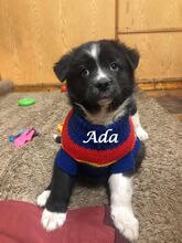 ADA, Hund, Mischlingshund in Russische Föderation - Bild 7