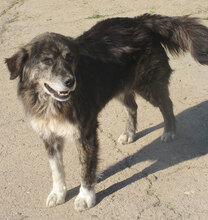 MORGAN, Hund, Mischlingshund in Bulgarien - Bild 1