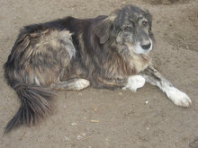 MORGAN, Hund, Mischlingshund in Bulgarien - Bild 10