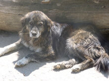 MORGAN, Hund, Mischlingshund in Bulgarien - Bild 2