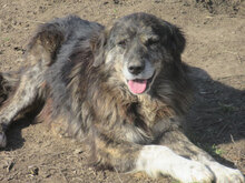 MORGAN, Hund, Mischlingshund in Bulgarien - Bild 3
