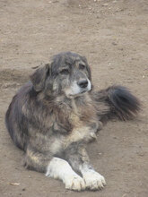 MORGAN, Hund, Mischlingshund in Bulgarien - Bild 4
