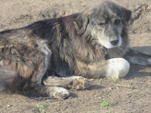 MORGAN, Hund, Mischlingshund in Bulgarien - Bild 5