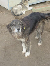 MORGAN, Hund, Mischlingshund in Bulgarien - Bild 7