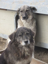 MORGAN, Hund, Mischlingshund in Bulgarien - Bild 8