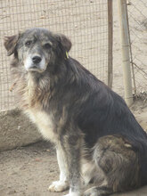 MORGAN, Hund, Mischlingshund in Bulgarien - Bild 9