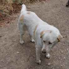 ACIRA, Hund, Mischlingshund in Griechenland - Bild 2