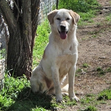 ACIRA, Hund, Mischlingshund in Griechenland - Bild 5