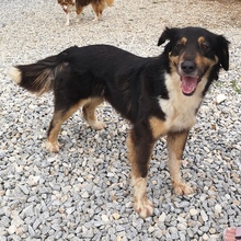 MILKA, Hund, Mischlingshund in Griechenland - Bild 3