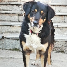 MILKA, Hund, Mischlingshund in Griechenland - Bild 5