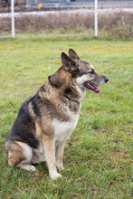 DAX, Hund, Mischlingshund in Kroatien - Bild 2