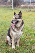 DAX, Hund, Mischlingshund in Kroatien - Bild 4