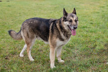 DAX, Hund, Mischlingshund in Kroatien - Bild 5