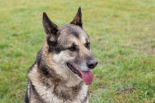 DAX, Hund, Mischlingshund in Kroatien - Bild 6