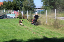 DAX, Hund, Mischlingshund in Kroatien - Bild 9