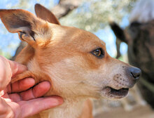 JECK, Hund, Mischlingshund in Italien - Bild 7