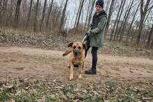 ALF, Hund, Mischlingshund in Ungarn - Bild 4