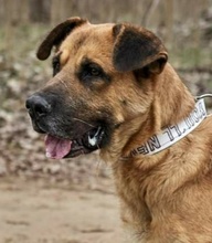ALF, Hund, Mischlingshund in Ungarn - Bild 5