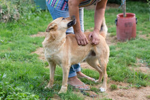 BUTTERFLY, Hund, Mischlingshund in Kroatien - Bild 3