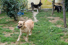 BUTTERFLY, Hund, Mischlingshund in Kroatien - Bild 4
