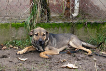 BILLYBOB, Hund, Mischlingshund in Kroatien - Bild 2