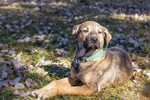 BILLYBOB, Hund, Mischlingshund in Kroatien - Bild 4