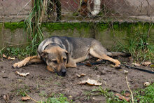 BILLYBOB, Hund, Mischlingshund in Kroatien - Bild 5