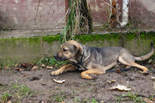 BILLYBOB, Hund, Mischlingshund in Kroatien - Bild 6