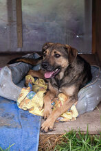BILLYBOB, Hund, Mischlingshund in Kroatien - Bild 7