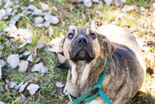 BILLYBOB, Hund, Mischlingshund in Kroatien - Bild 8