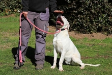 OTTAVIANO, Hund, Mischlingshund in Italien - Bild 3