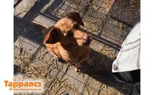 CIKLON, Hund, Mischlingshund in Ungarn - Bild 3