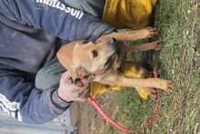 NYE, Hund, Mischlingshund in Rumänien - Bild 3