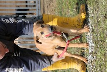 NYE, Hund, Mischlingshund in Rumänien - Bild 4