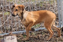 NYE, Hund, Mischlingshund in Rumänien - Bild 5