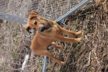 NYE, Hund, Mischlingshund in Rumänien - Bild 6