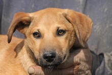 NYE, Hund, Mischlingshund in Lohra-Reimershausen - Bild 2