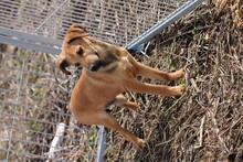 NYE, Hund, Mischlingshund in Lohra-Reimershausen - Bild 6