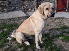 OSKAR, Hund, Labrador-Herdenschutzhund-Mix in Pulheim - Bild 2
