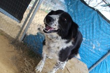 BETTY, Hund, Herdenschutzhund-Mix in Griechenland - Bild 10