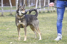 GABI, Hund, Mischlingshund in Löhne - Bild 3