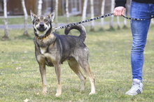 GABI, Hund, Mischlingshund in Löhne - Bild 4