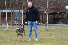 GABI, Hund, Mischlingshund in Löhne - Bild 5