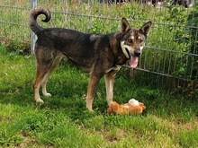 GABI, Hund, Mischlingshund in Löhne - Bild 6