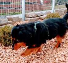 BILLY, Hund, Spaniel-Mix in Gefrees - Bild 3