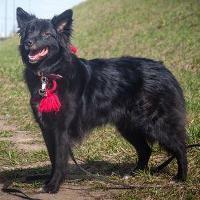 FANNY, Hund, Mischlingshund in Russische Föderation - Bild 1